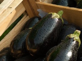 http://www.lafermedelasource.fr/380-thickbox_atch/aubergines-bio.jpg